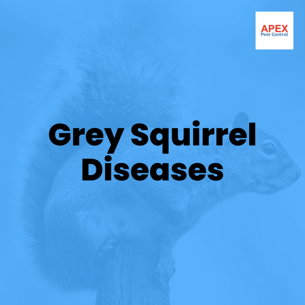 grey squirrel diseases