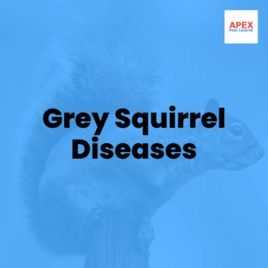 grey squirrel diseases