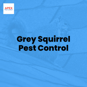 grey squirrel pest control