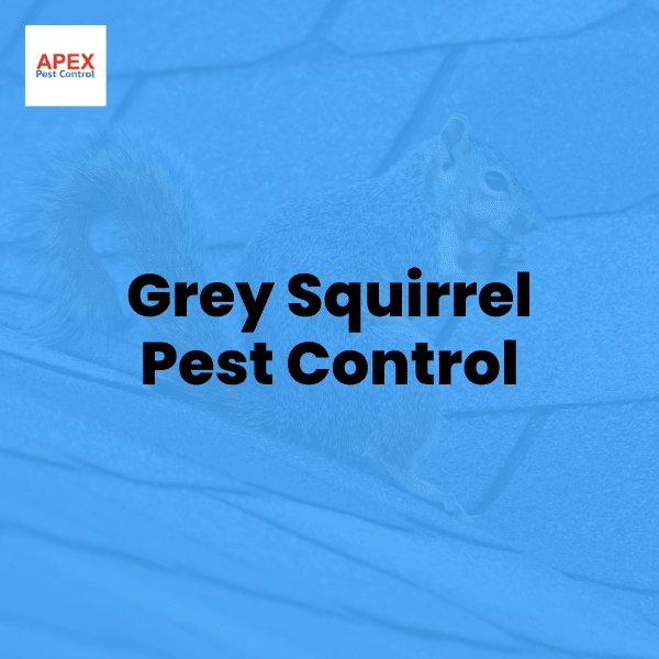 grey squirrel pest control