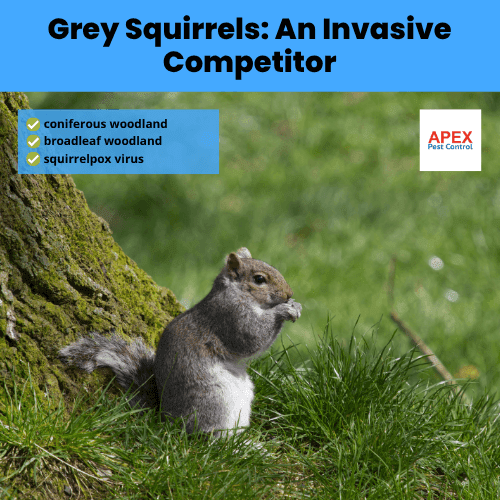 grey squirrels an invasive competitor