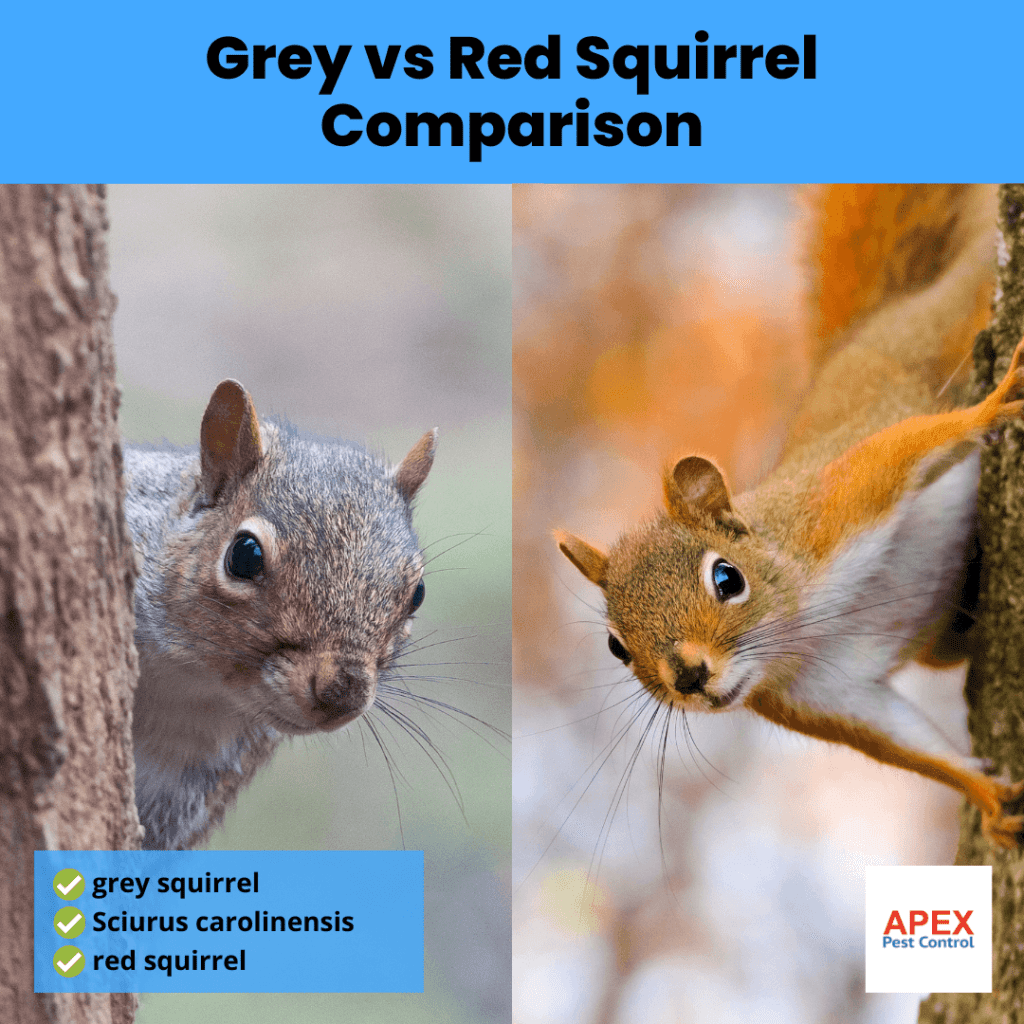 grey vs red squirrel comparison