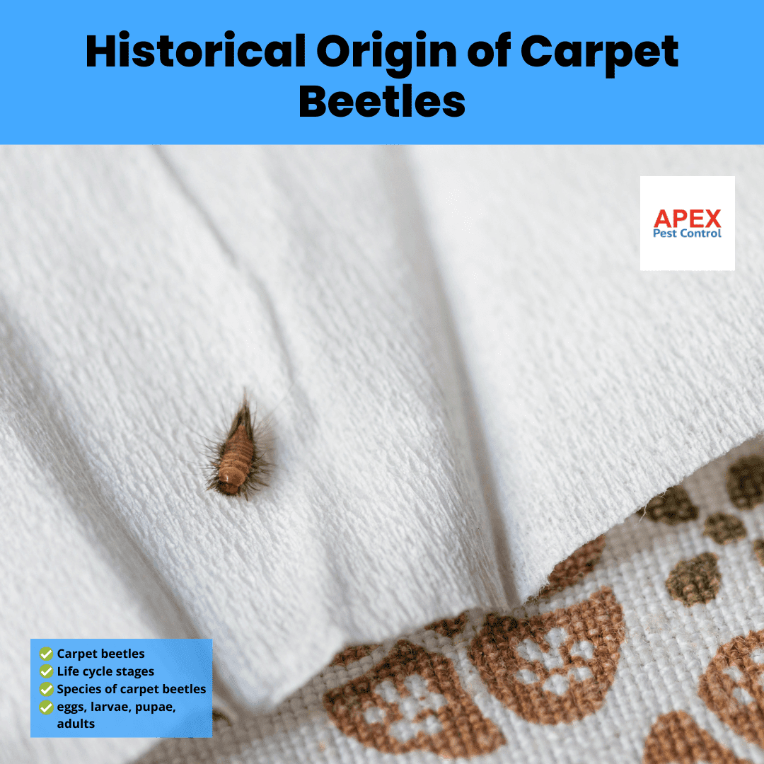 Historical Origin of Carpet Beetles
