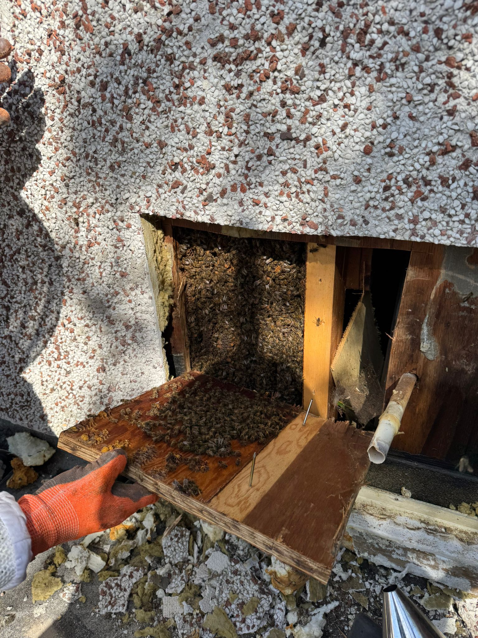 Honey bee colony exposed inside cavity wall of Leeds residential property