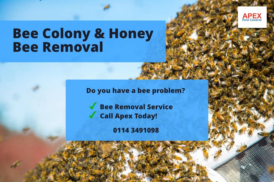 Honey Bee Removal