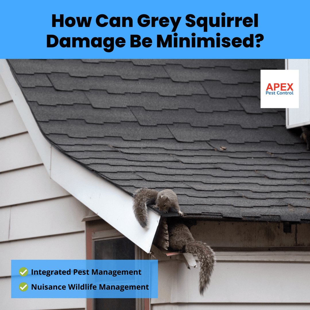 How Can Grey Squirrel Damage Be Minimised