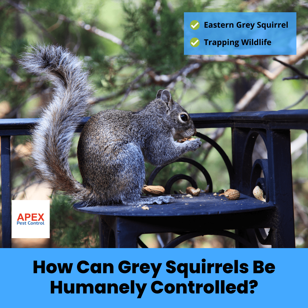 How Can Grey Squirrels Be Humanely Controlled?