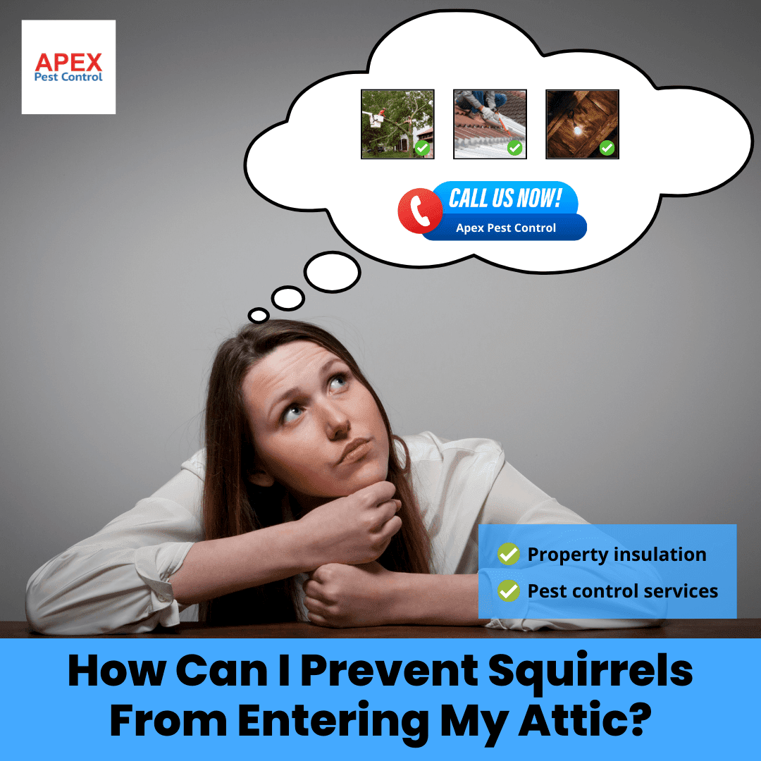 How Can I Prevent Squirrels From Entering My Attic