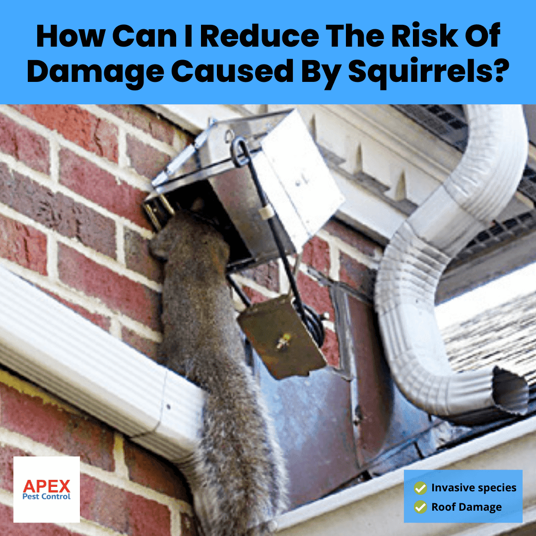 How Can I Reduce The Risk Of Damage Caused By Squirrels?