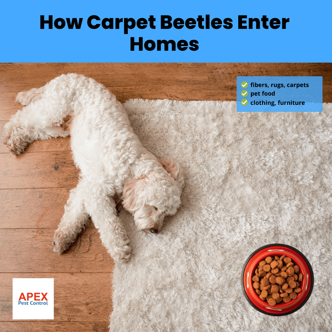 How Carpet Beetles Enter Homes