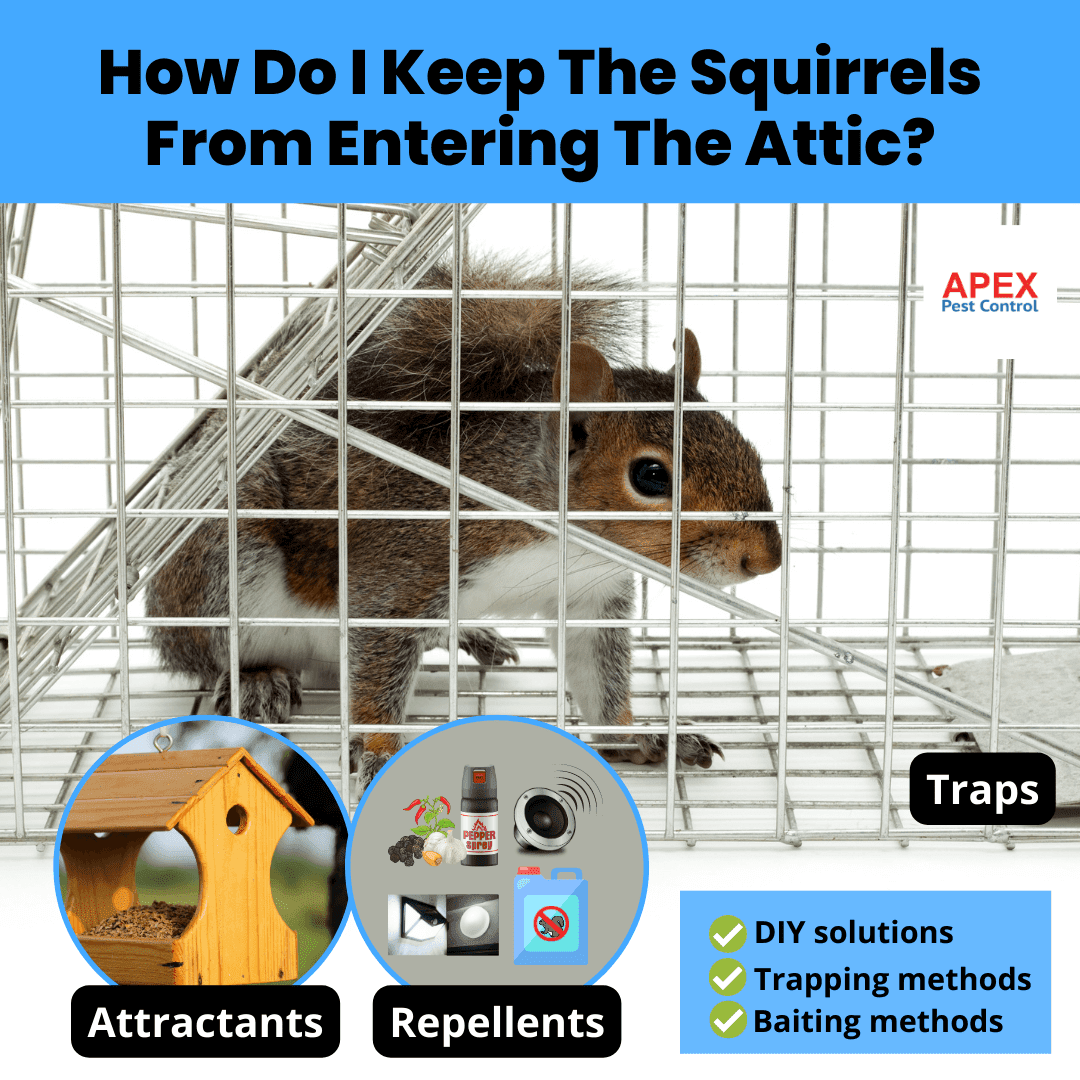 How Do I Keep The Squirrels From Entering The Attic