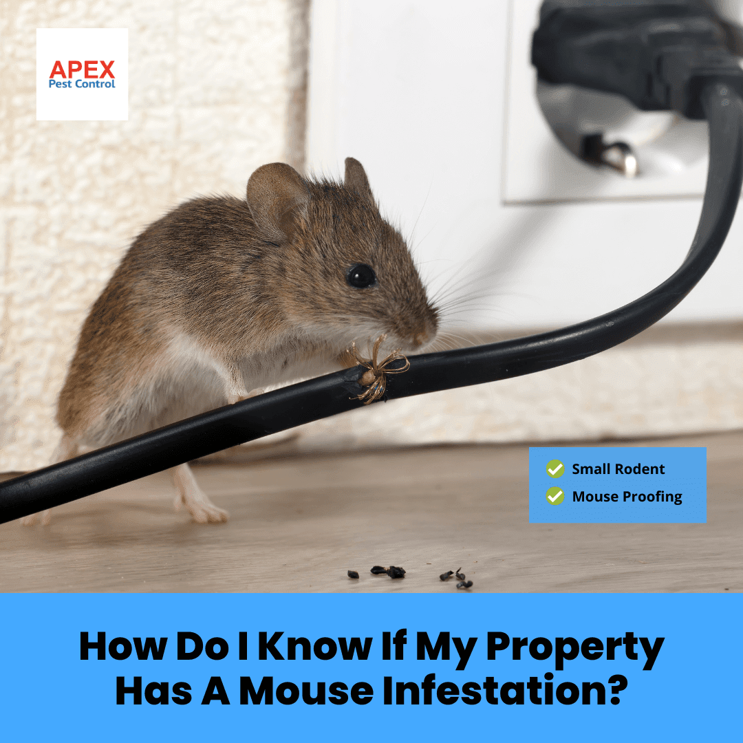 How Do I Know If My Property Has a Mouse Infestation