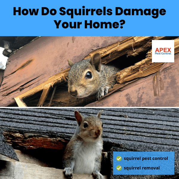 How Do Squirrels Damage Your Home? image of squirrels pest rodent damage to roof on house for habitat and nesting.