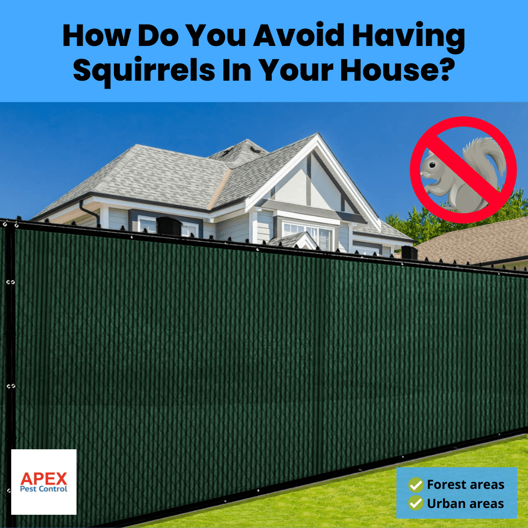How Do You Avoid Having Squirrels In Your House?