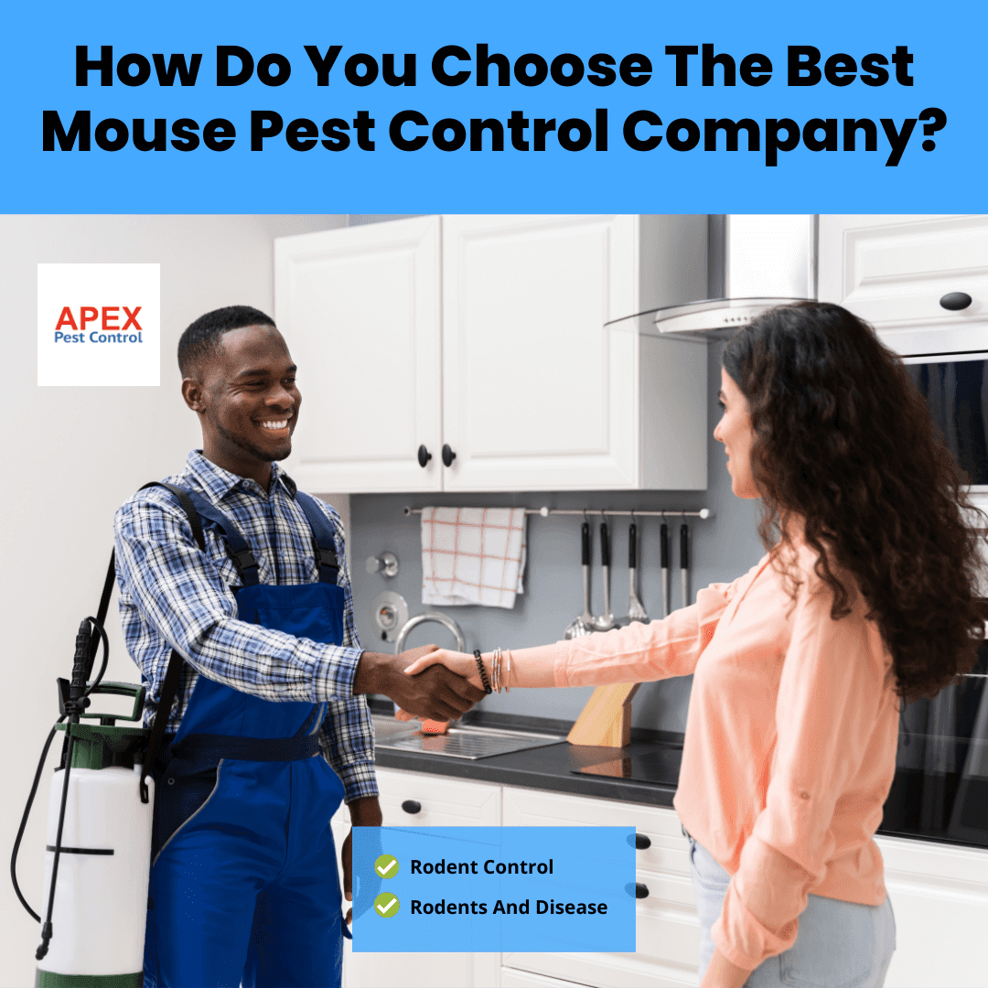 How Do You Choose The Best Mouse Pest Control Company