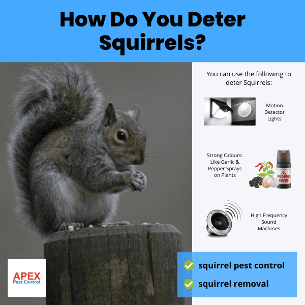 How Do You Deter Squirrels. Eastern Grey Squirrel eats nuts from bird feeder in garden.