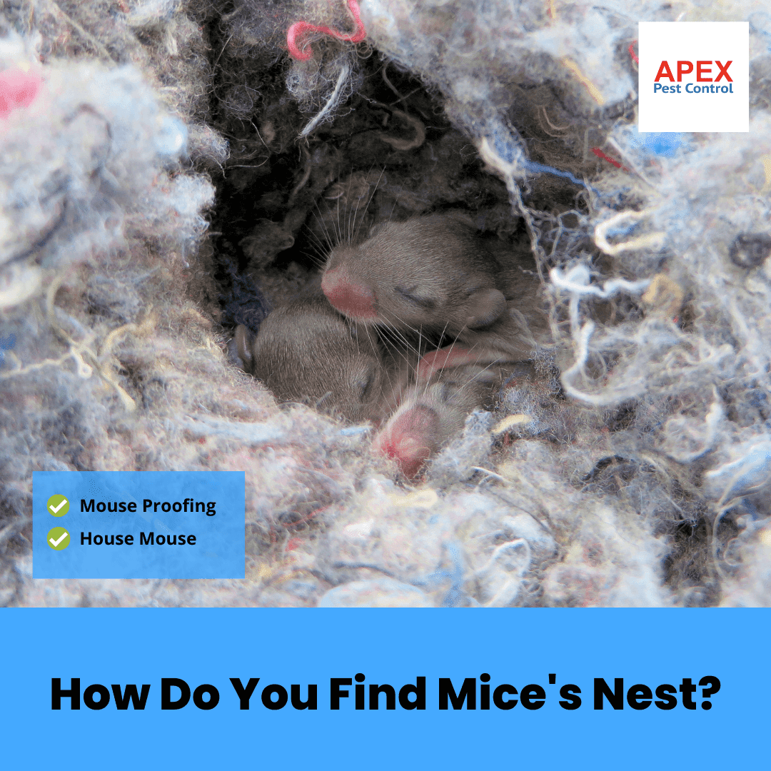How Do You Find Mice's Nest