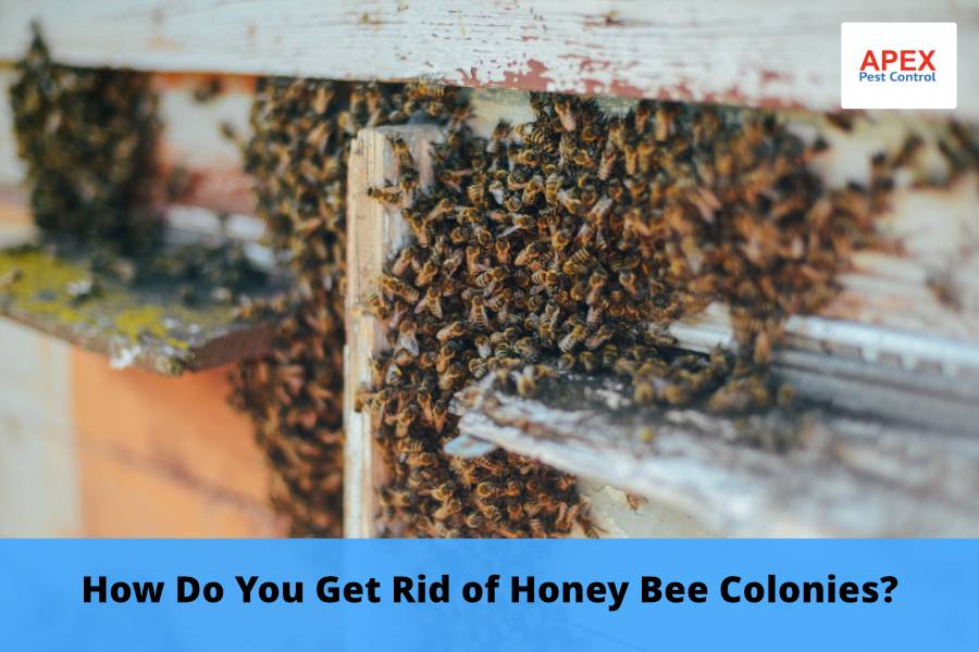 How Do You Get Rid of Honey Bee Colonies
