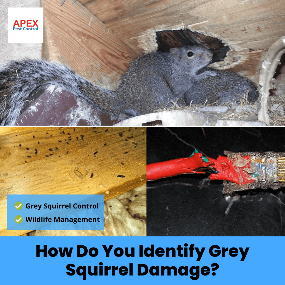 How Do You Identify Grey Squirrel Damage