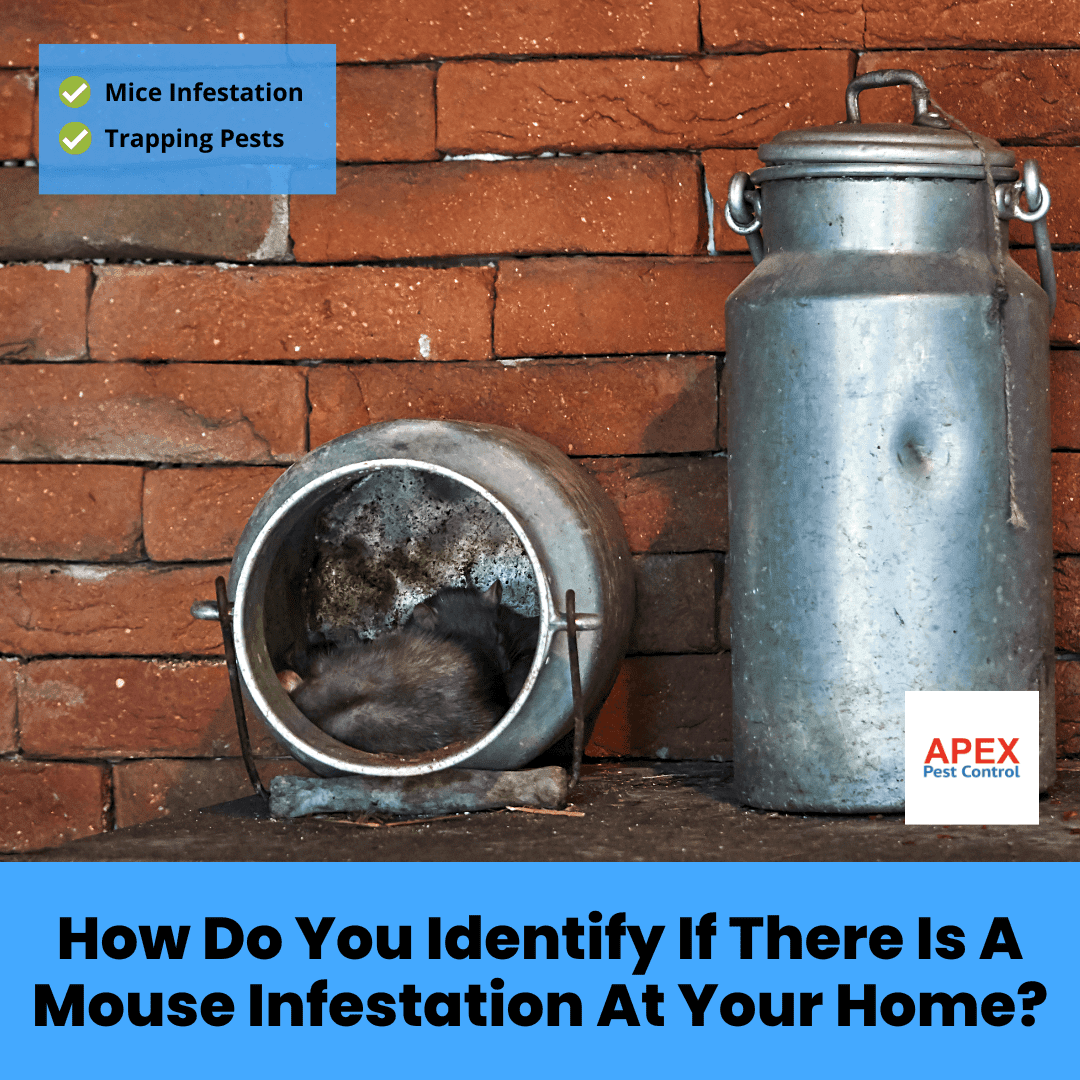 How Do You Identify If There Is A Mouse Infestation At Your Home