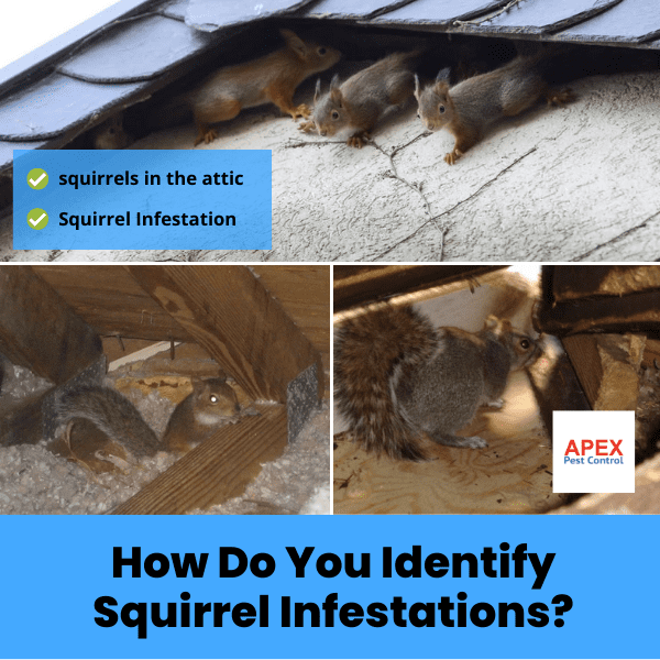 How Do You Identify Squirrel Infestations