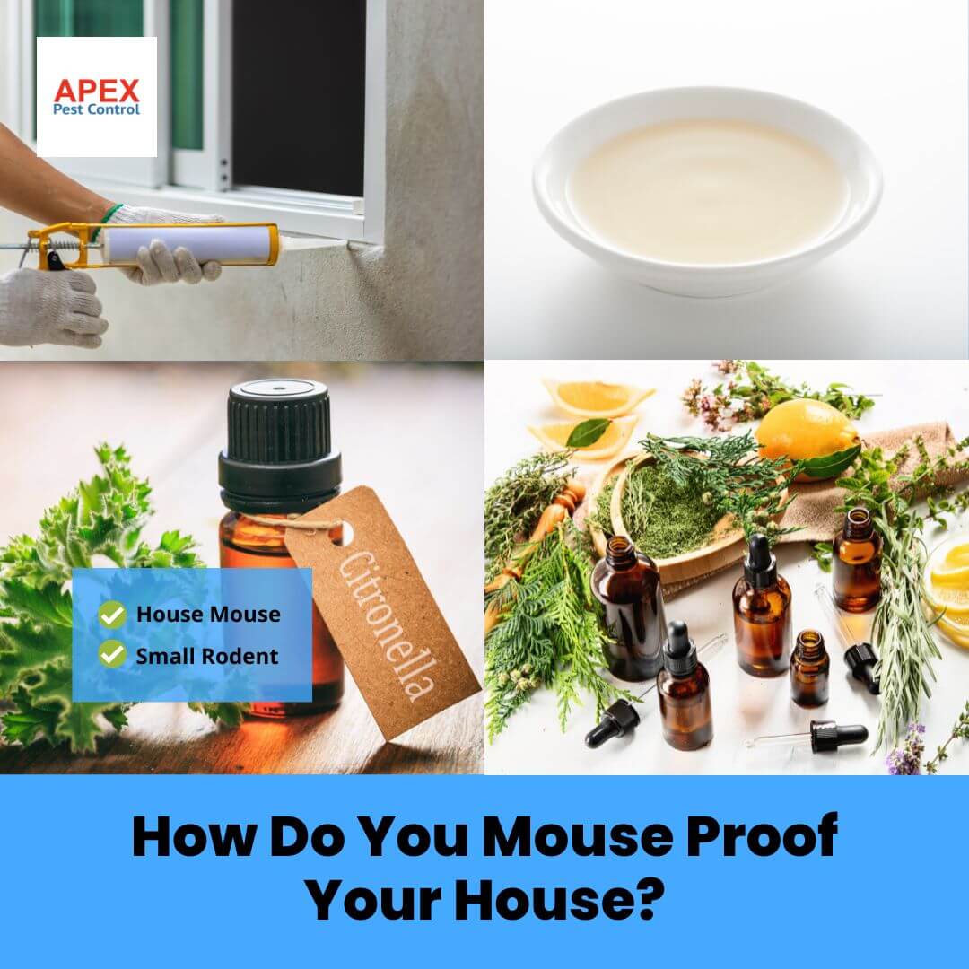 How Do You Mouse Proof Your House