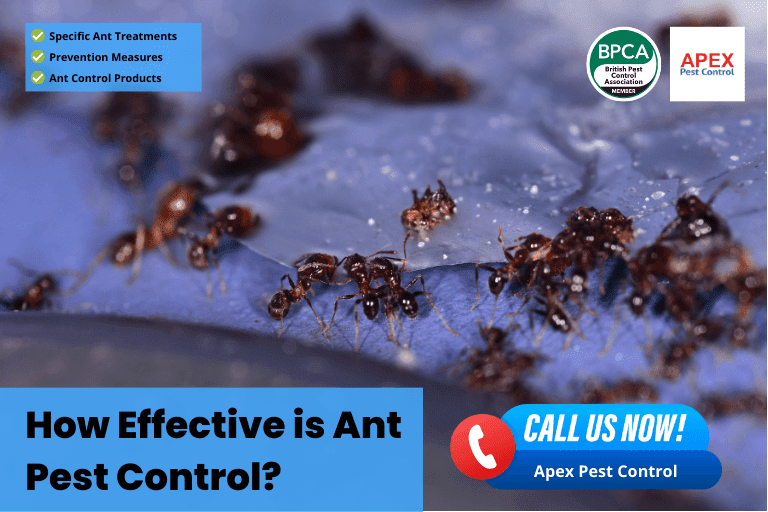 How Effective is Ant Pest Control