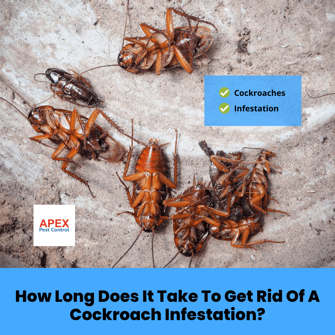 How Long Does It Take to Get Rid of A Cockroach Infestation