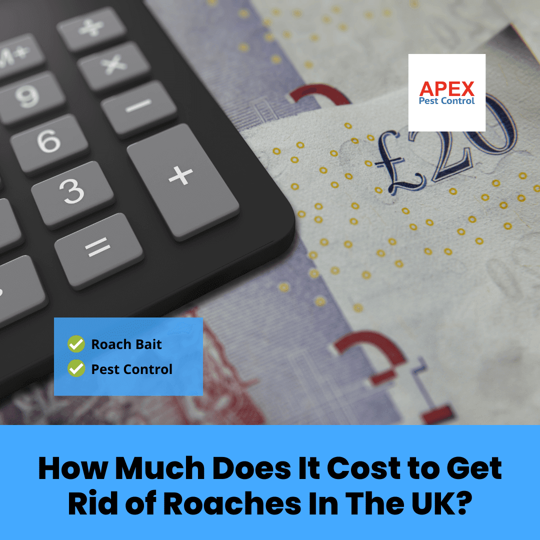 How Much Does It Cost to Get Rid of Roaches In The UK