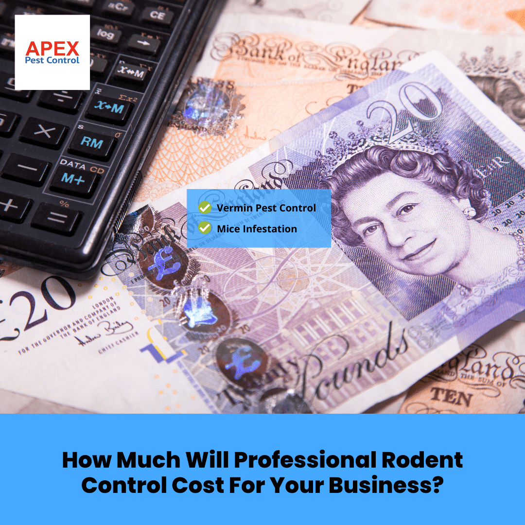 How Much Will Professional Rodent Control Cost For Your Business