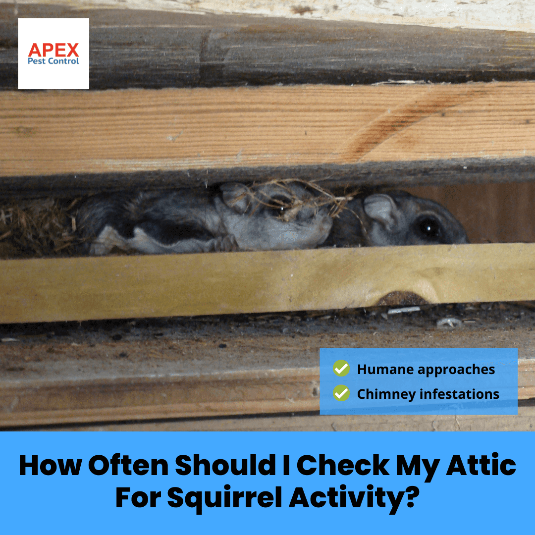 How Often Should I Check My Attic For Squirrel Activity?