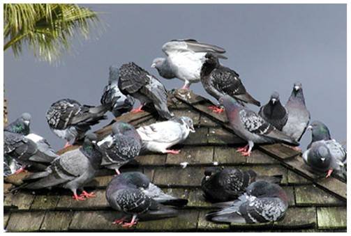 How Pests present a danger to your business