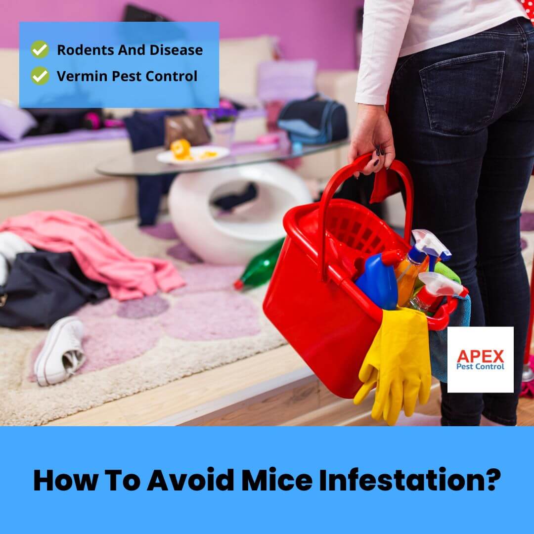 How To Avoid Mice Infestation
