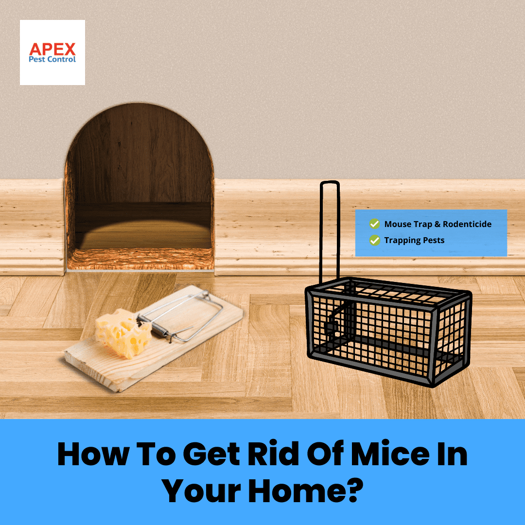 How To Get Rid Of Mice In Your Home