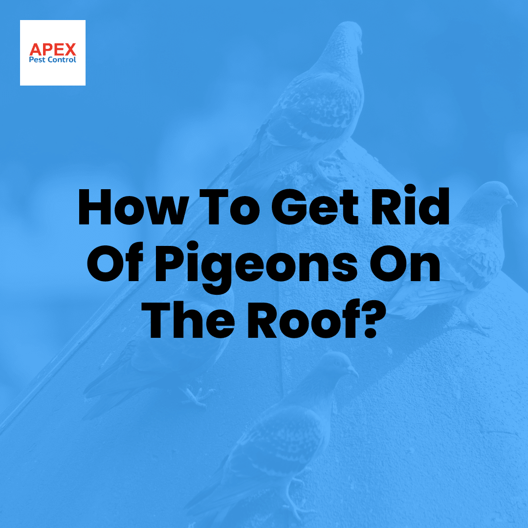 How To Get Rid Of Pigeons On The Roof?
