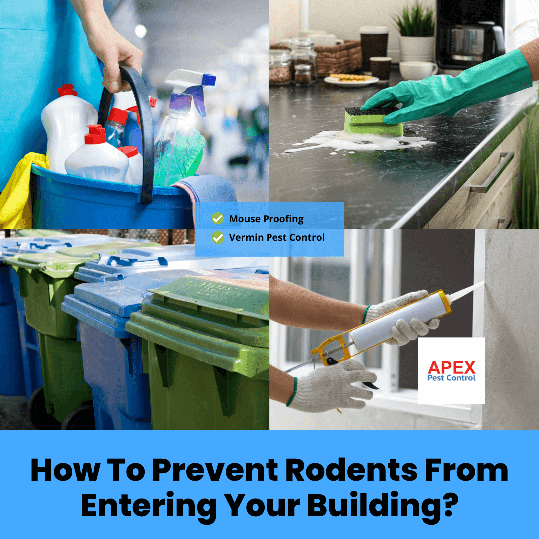 How To Prevent Rodents From Entering Your Building