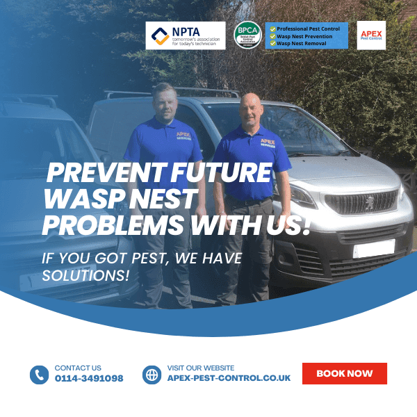 How To Remove and Prevent Future Wasp Nest Problems