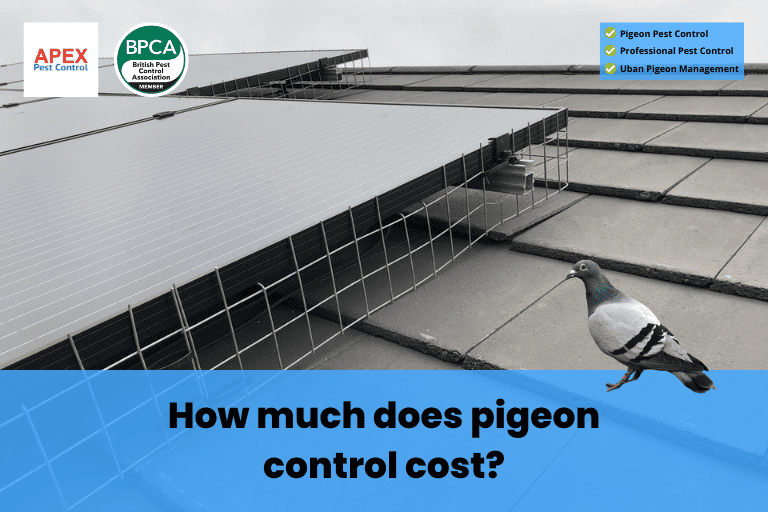 pigeon pest control urban pigeon management pigeon related diseases Feral pigeons Professional pest control Bird removal Pigeon control specialists Inspection Prevention