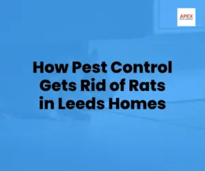 A brown rat inside a domestic kitchen — professional rat control services in Leeds