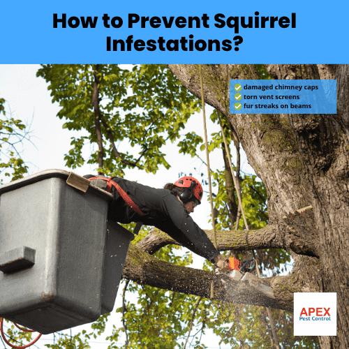 how to prevent squirrel infestations