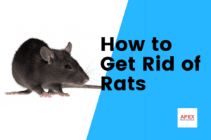 get rid of rats