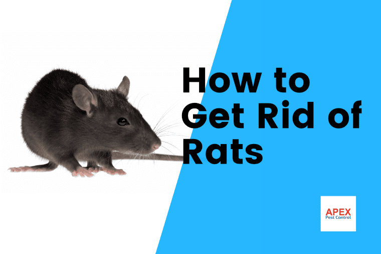 get rid of rats