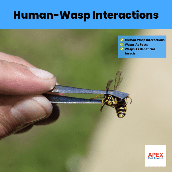 Human-Wasp Interactions