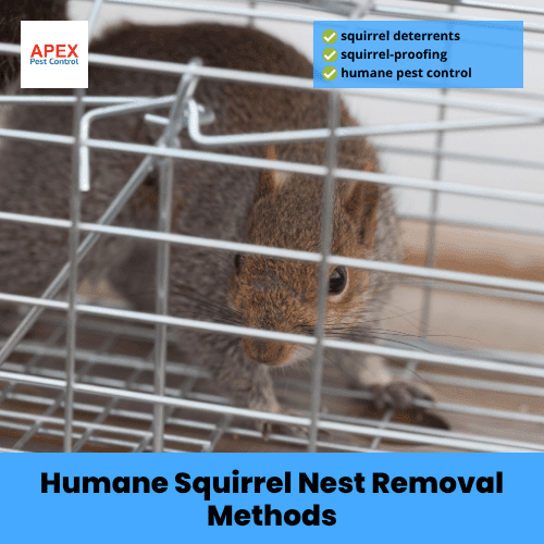 humane squirrel nest removal methods