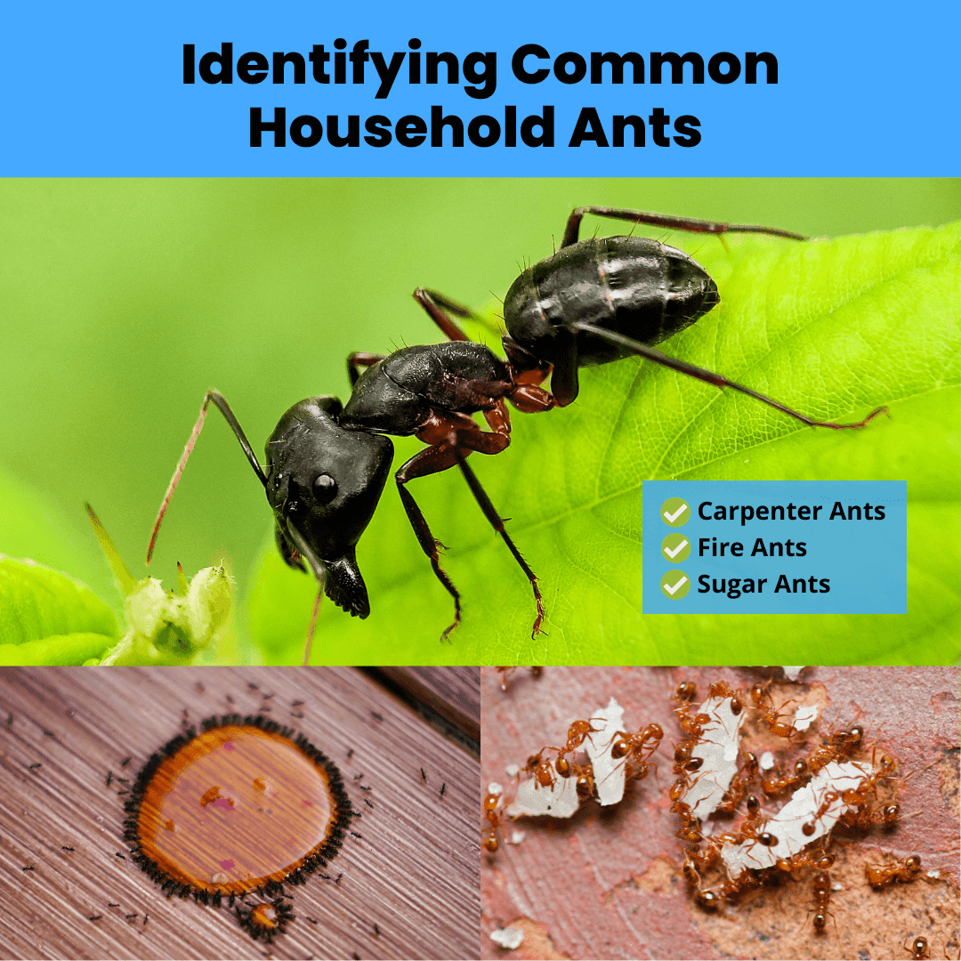 Identifying Common Household Ants