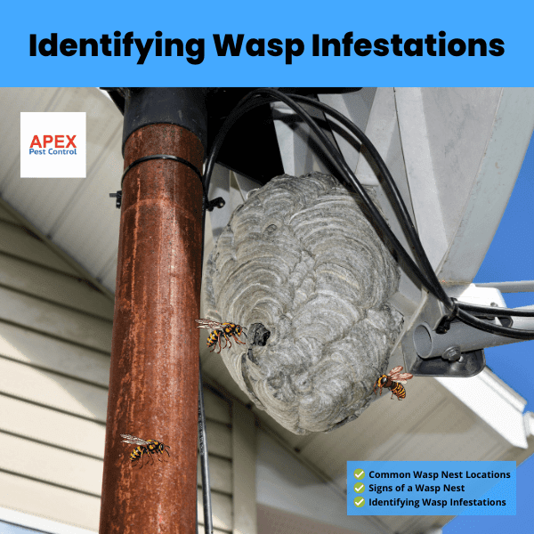 Identifying Wasp Infestations