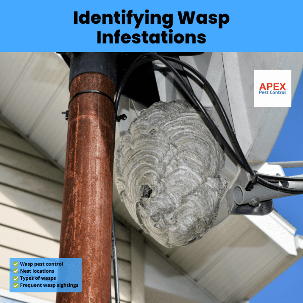 Identifying Wasp Infestations