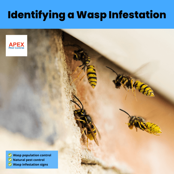 Identifying a Wasp Infestation