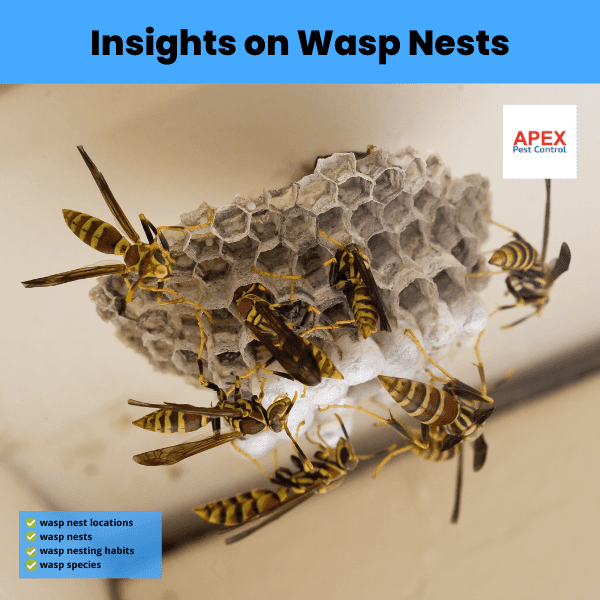 Insights on Wasp Nests