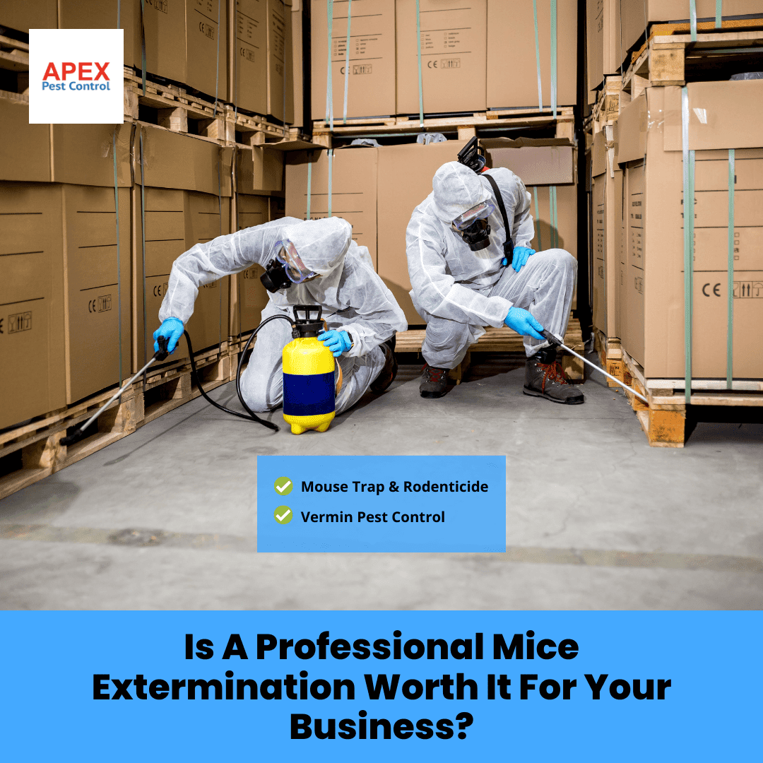 Is A Professional Mice Extermination Worth It For Your Business